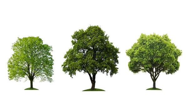 Drei schöne Bäume isoliert — Stockfoto