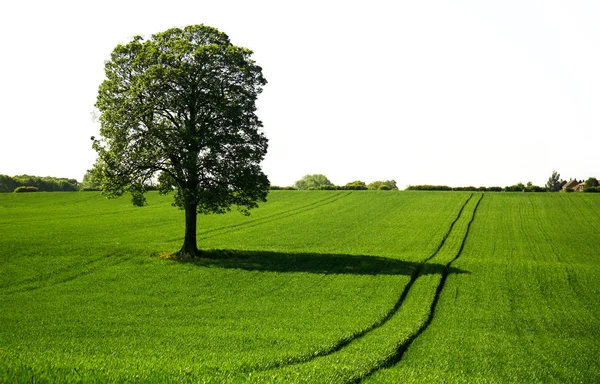 Samotny drzewo na zielone pole — Zdjęcie stockowe