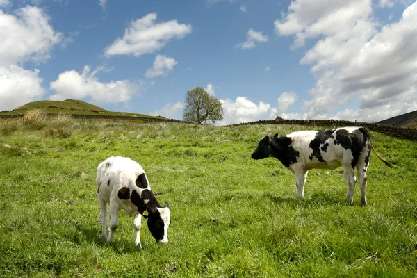 Kor på bete — Stockfoto