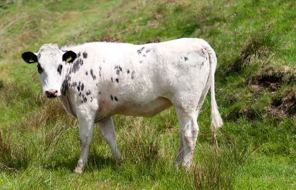 Látszó-on fényképezőgép fehér tehén — Stock Fotó