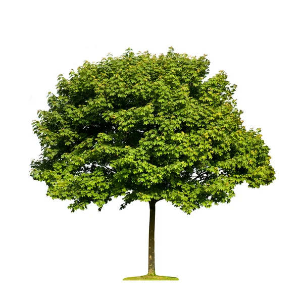 Maple tree — Stock Photo, Image
