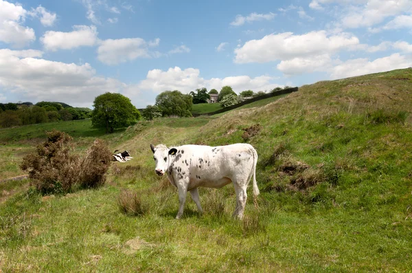 White cow on a green pasture — Stock Photo, Image