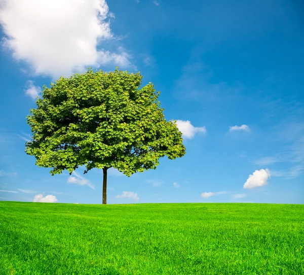 Das grüne Gras und der Baum — Stockfoto