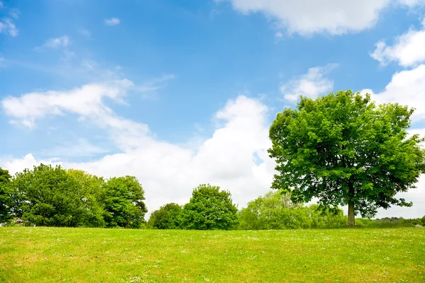Grama verde, árvores e céu nublado — Fotografia de Stock