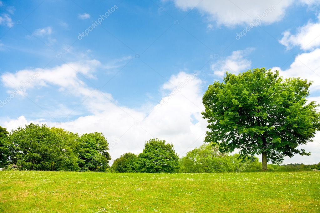Green grass,trees and cloudy sky