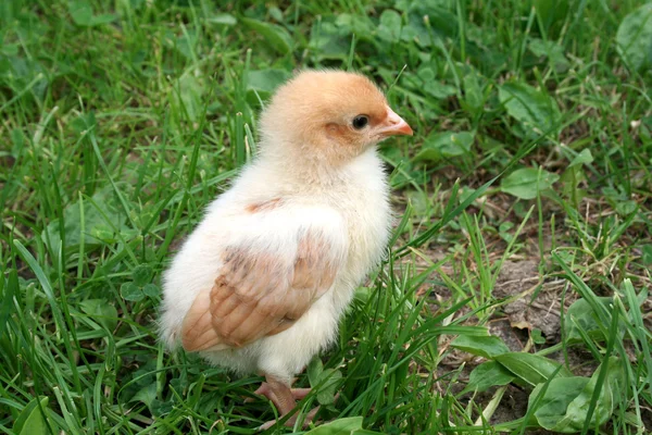 Bebek tavuk, yeşil çim — Stok fotoğraf