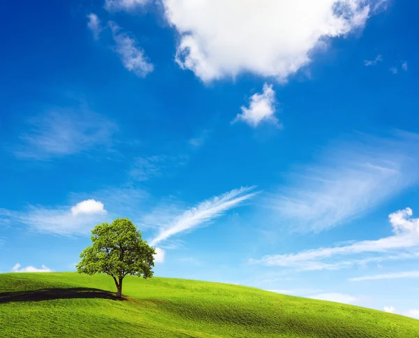 Samotny drzewo na zielonym wzgórzu — Zdjęcie stockowe