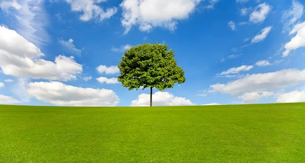 カエデの木、草原 — ストック写真