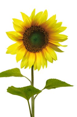 Beautiful sunflower clipart