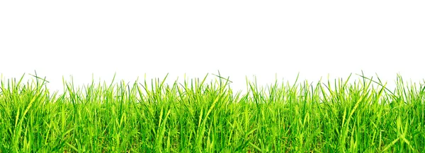在白色的草地上隔离的新鲜绿草 — 图库照片