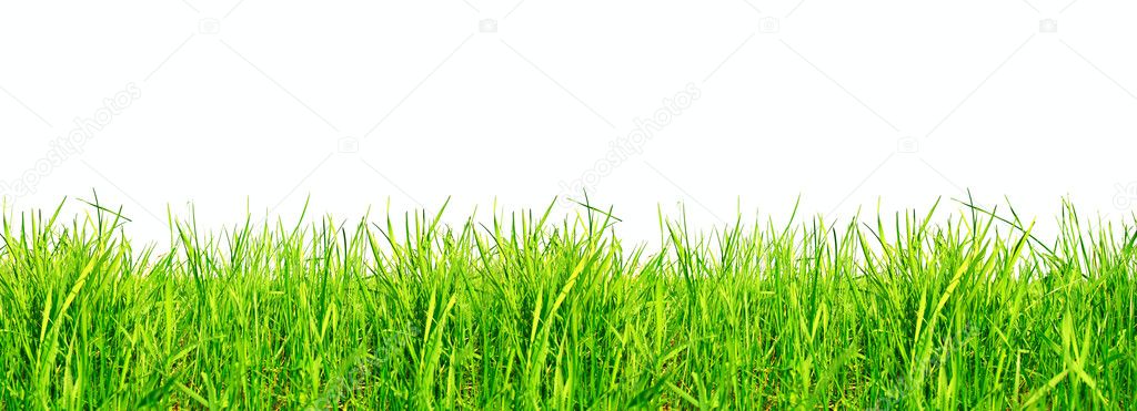 Fresh Green Grass Isolated on White