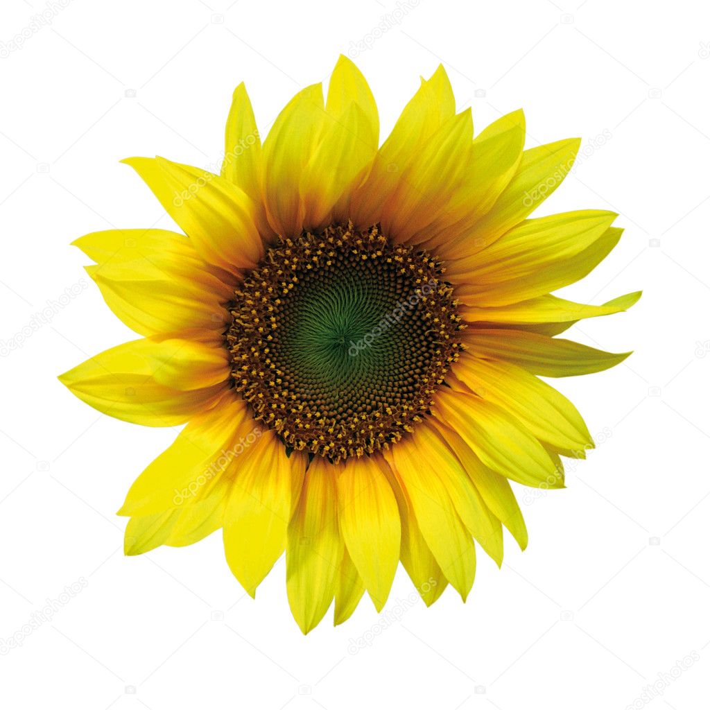 Yellow sunflower isolated on white background