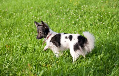 Şirin küçük köpek.