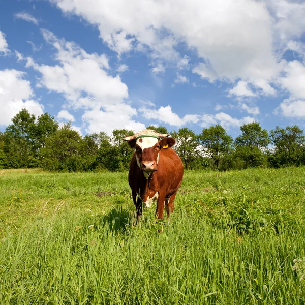Корова на зеленом лугу — стоковое фото