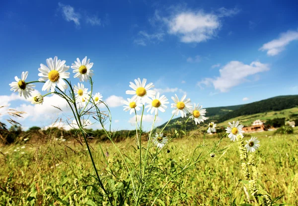 Sunny summer landscape — Stock Photo, Image