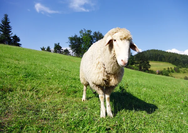 Schafe blicken in die Kamera — Stockfoto