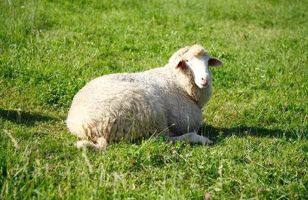 Moutons sur herbe — Photo