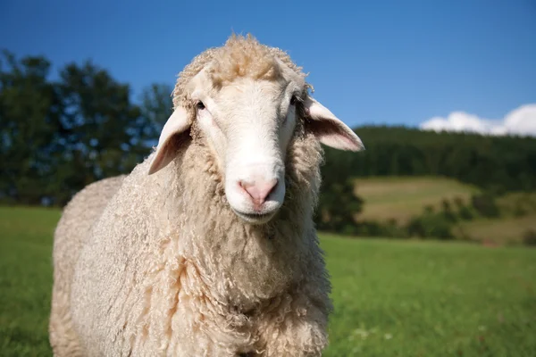 Πρόβατα — Φωτογραφία Αρχείου