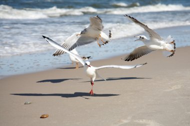 Seagulls dance clipart