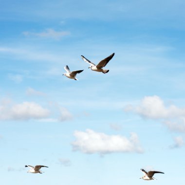 Flying seagulls clipart