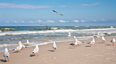 Seagulls at the Baltic sea. clipart