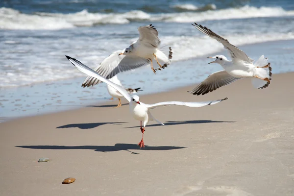 Seagulls dance — Stock Photo, Image
