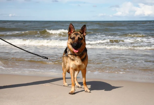 Bir plajda Alman çoban köpeği — Stok fotoğraf