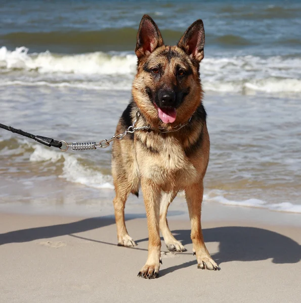 Retrato de perro pastor alemán —  Fotos de Stock