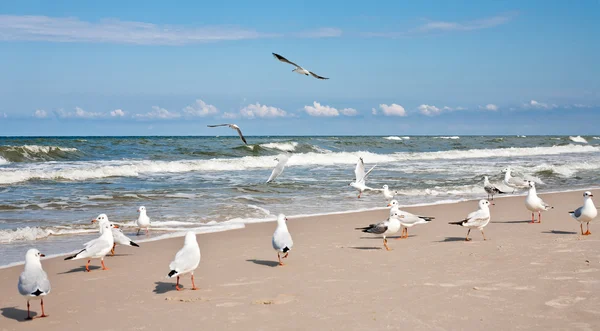 Чайки на Балтийском море. — стоковое фото