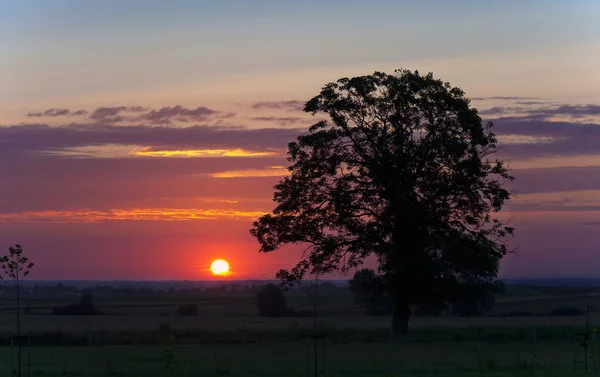 Çok güzel bir sabah yatay, ağaç — Stok fotoğraf