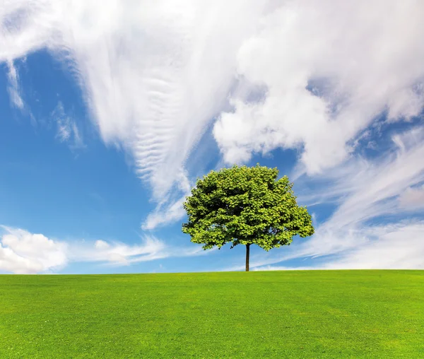 Árvore solitária no campo sob o céu azul — Fotografia de Stock
