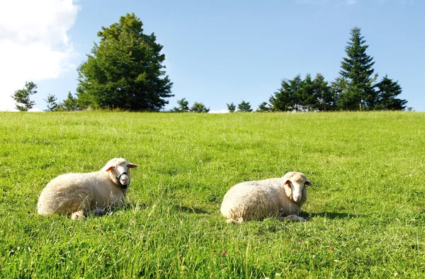 Две овцы на зеленой траве — стоковое фото