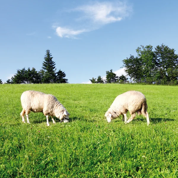 Duas ovelhas em prado verde fresco — Fotografia de Stock