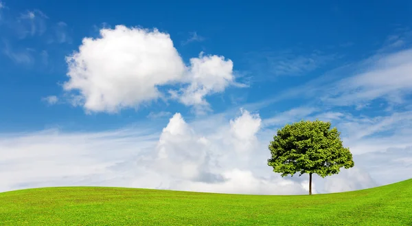 Natura - zielone pola i samotne drzewo — Zdjęcie stockowe