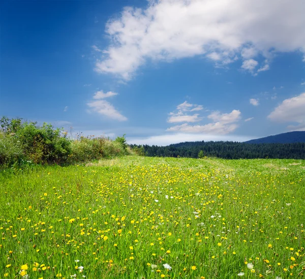 Green grassland — Stock Photo, Image