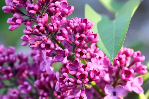 Svazek fialové fialové květy — Stock fotografie
