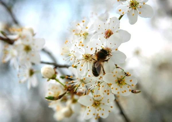 stock image Spring white blossoms