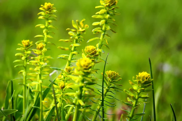 stock image Springtime meadow