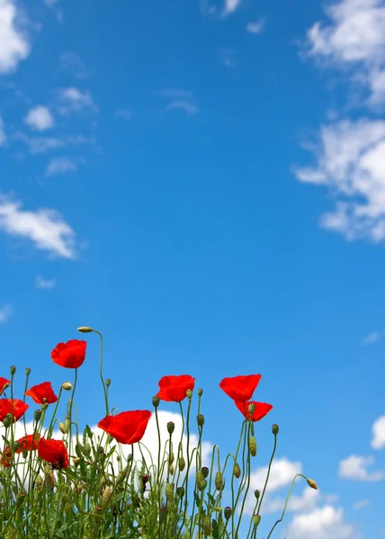 Leuchtend rote Mohnblumen am blauen Himmel — Stockfoto