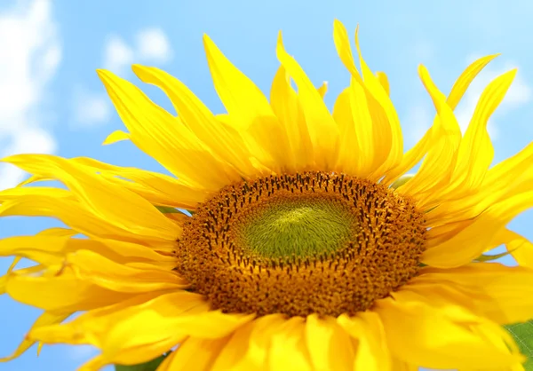 Sunflower on blue sky Stock Image