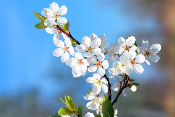 Blossom Flowers — Stock Photo, Image