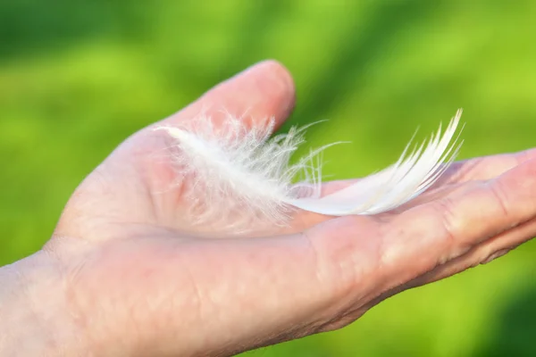 stock image Magic feather on hand