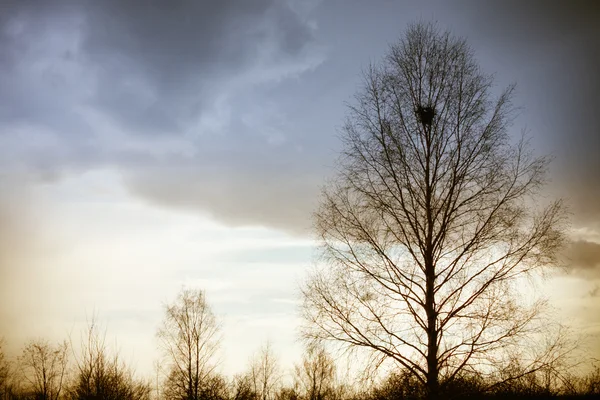 Одинокое дерево перед бурей — стоковое фото