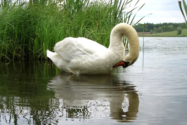 Красивый лебедь на озере — стоковое фото