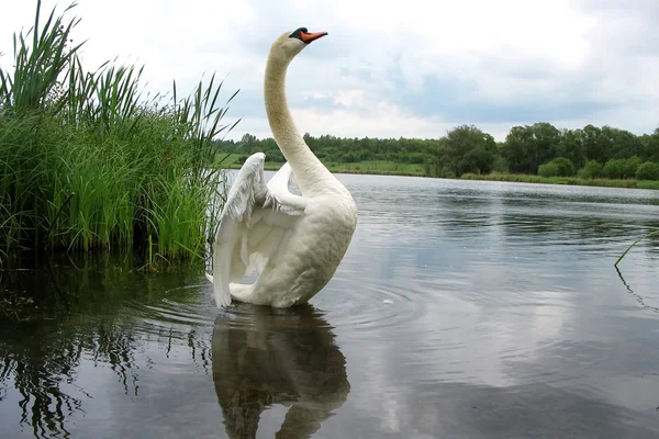 Hermoso cisne en un lago —  Fotos de Stock