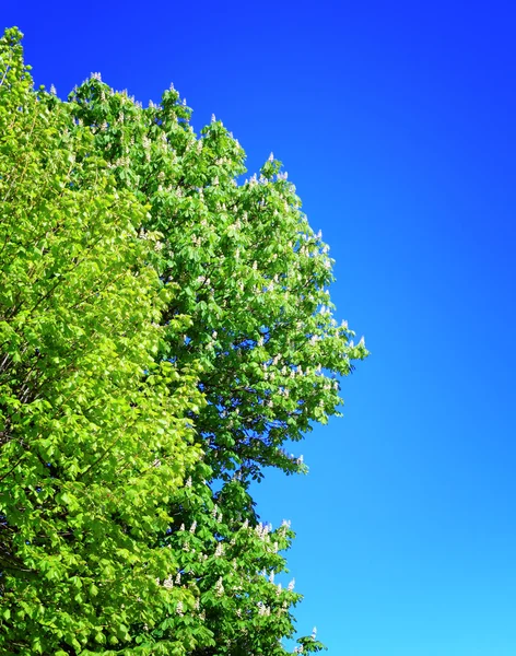 Άνθος της ιπποκαστανιάς δέντρο — Φωτογραφία Αρχείου