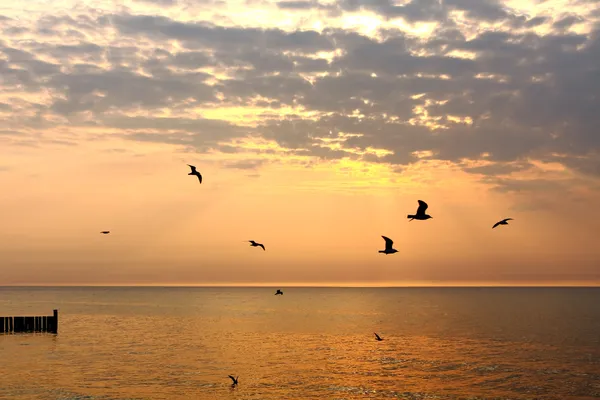 Meeuwen vliegen op gouden zonsondergang — Stockfoto