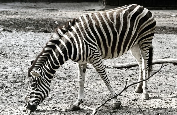 Stock image Zebra