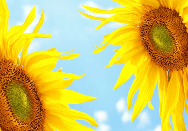 Sonnenblumen am blauen Himmel — Stockfoto