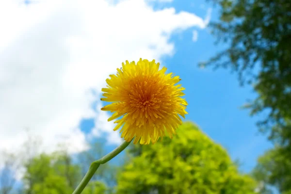 Dandelion - Symbol of Spring — Stock Photo, Image